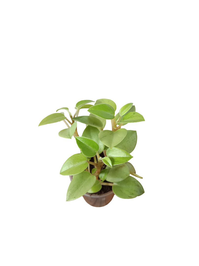 Planta Peperomia Pixie De Interior Mini Ø5 Cm_0