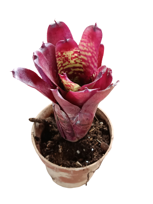 Neoregelia Pheasant Planta Bromelia Para Terrarios E Inteior_0