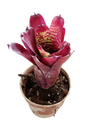 Neoregelia Pheasant, Bromélia Para Terrários E Ambientes Interiores