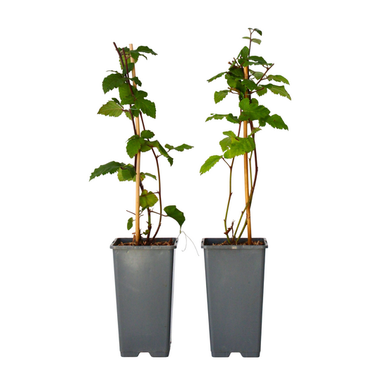 Zarzamora - 2 Pzs - Rubus Fruticosus 'thornfree' - Altura 50-60cm - ⌀15cm_0