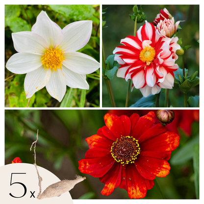 Tubérculos De Dalia - 5 Pzs - Dahlia 'sunset Mix' - Rojo_0