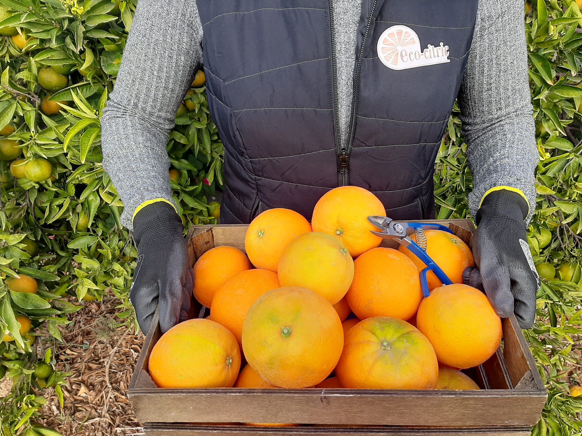 Naranja Ecológica 20kg._1