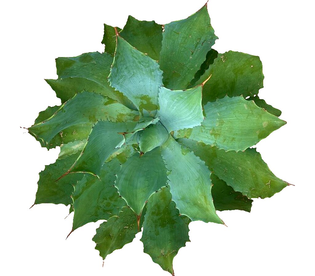 Agave Parryi M30 45cm_1