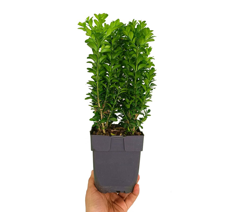 Buxus Sempervirens M13 35cm (boj Común)_0