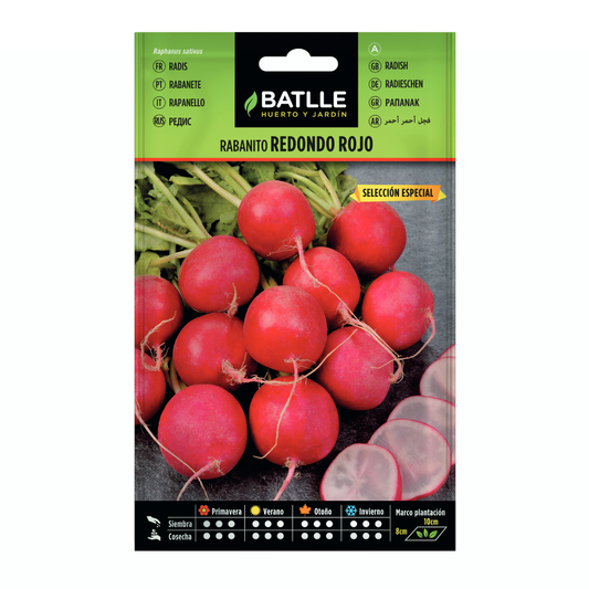 Sementes de rabanete vermelho redondo especialmente selecionadas