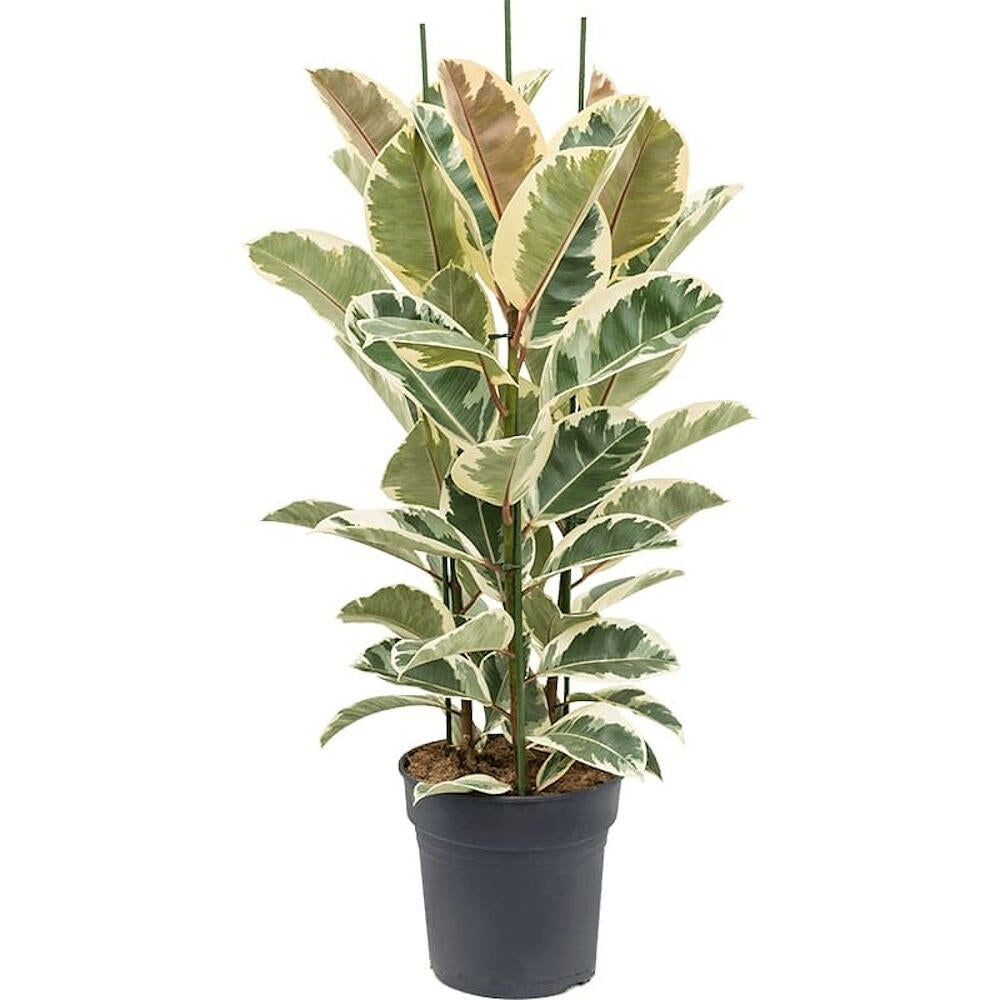 Ficus Elastica Tineke M30 140cm_0