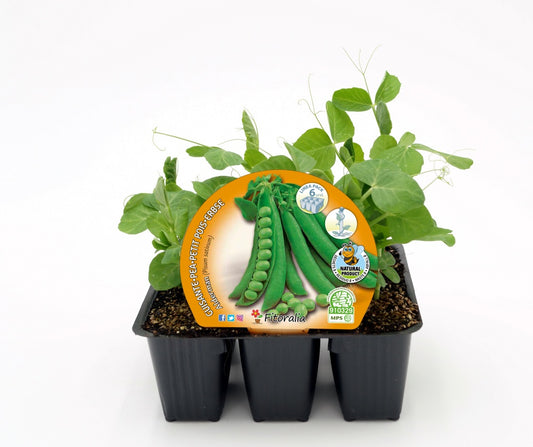 Pack Plantones Guisante Mata Alta 6 Ud. Natural - Fitoralia_0