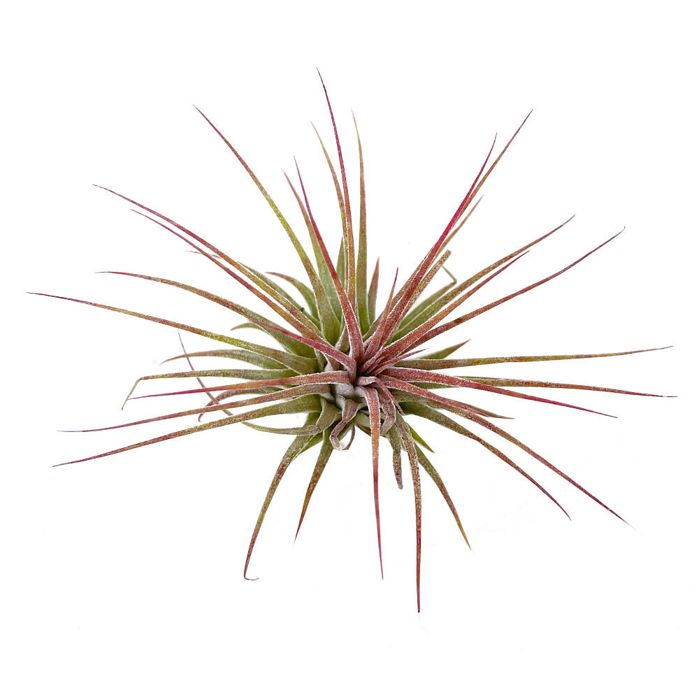 Tillandsia Ionantha V.ionantha 6cm Alto X 10cm Ancho_3