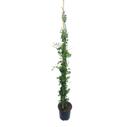 Jasminum Officinalis M20 110cm (jazmin Comun)_2