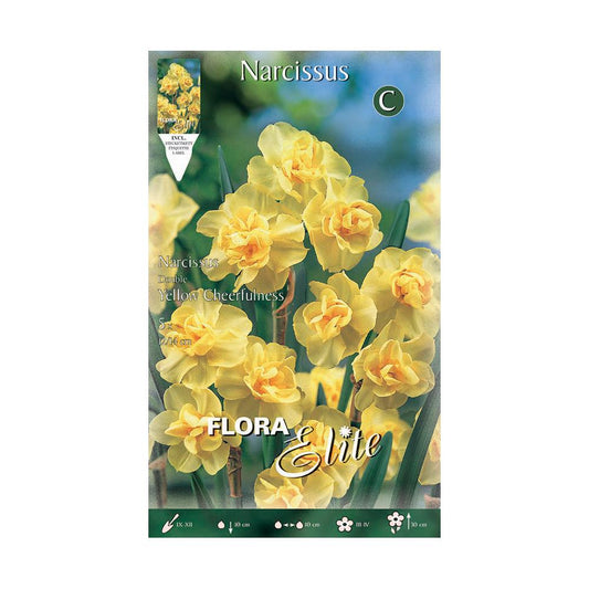Narciso Poeta Amarelo Laranja Elite Bolbos 5 peças