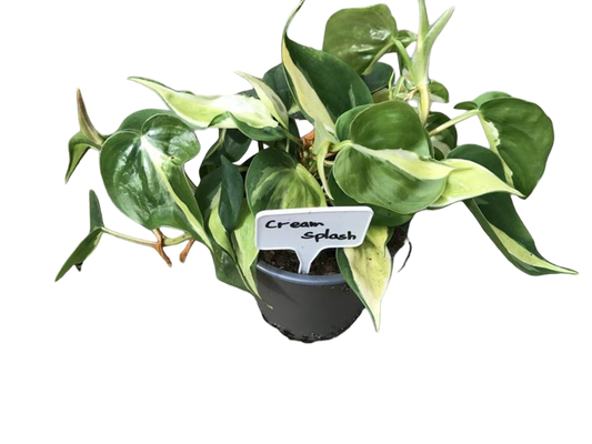 Planta Natural Philodendron 'cream Splash' 1 Ud Ø 12 Alt. 20_0