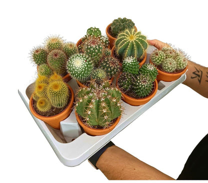 Cactus En Macetero De Cerámica M8 (unidad)_0