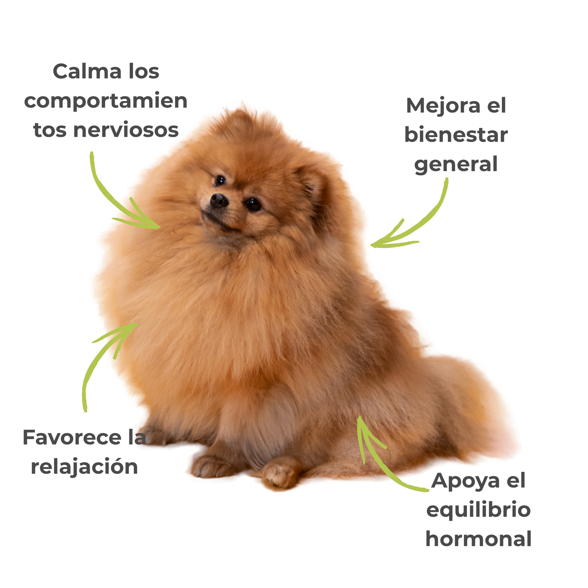 Suplemento natural para perros y gatos – Fórmula Equilibrio Hormonal ECO 100 g