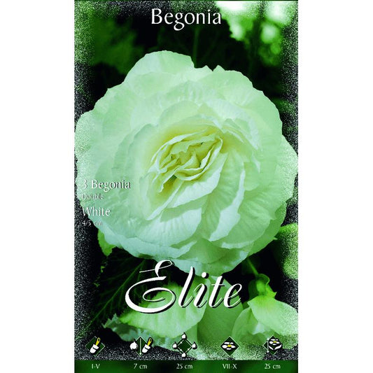 Bolbo duplo de begónia branca 3 peças