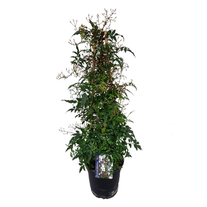 Jazmín - Jasminum Polyanthum - Altura 60-70cm - ⌀17cm_0