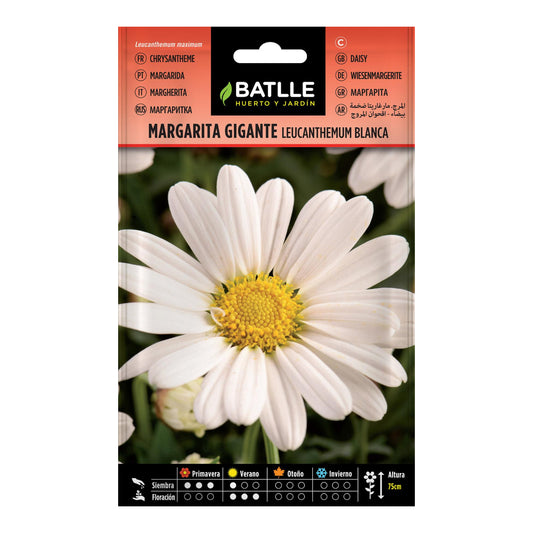 Sementes de Margarida Gigante Leucantemum Batlle Branco