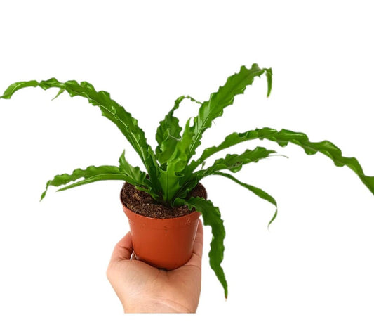 Asplenium Crispy Wave M8_0