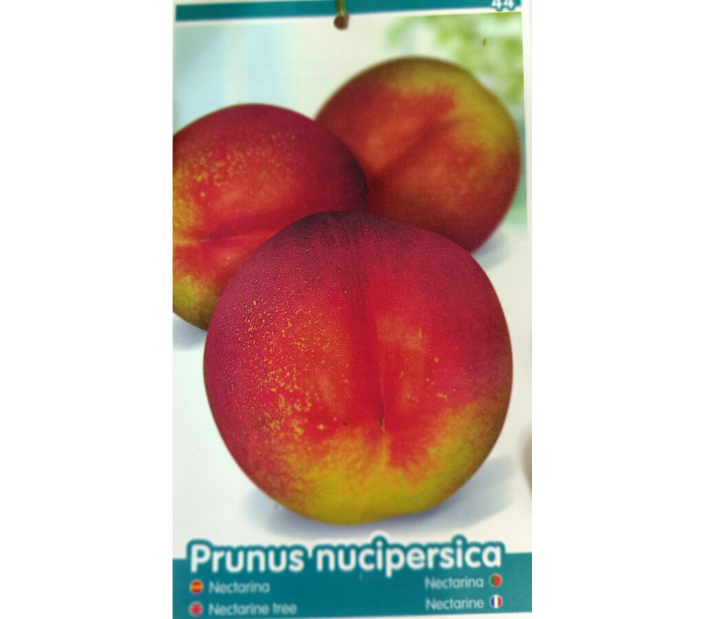 Nectarina M25 120-150cm_1