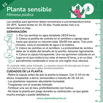 Kit de autocultivo para a planta carnívora Drosera Planeta Huerto