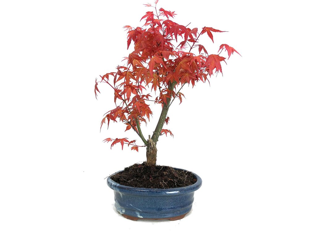 Bonsai Acer Palmatum Deshojo 9 Años_0
