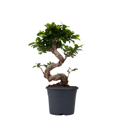 Laurel De Indias - 2 Pzs - Ficus Microcarpa 'ginseng' - Altura 55-65cm - ⌀20cm_0