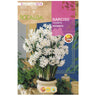 Bulbo de Narciso Tazzeta Paperwhites branco 5 peças Rocalba
