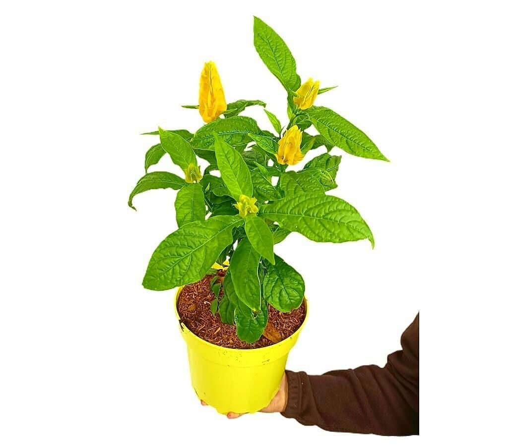 Pachystachys Lutea M22 60cm_0