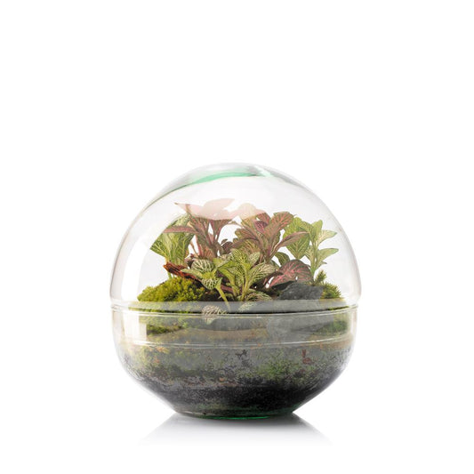 Terrário Fittonia Musgo Bornéu Ø12 x 12 cm