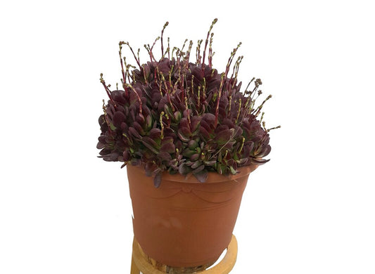 Crassula Platyphylla M25 40cm_0