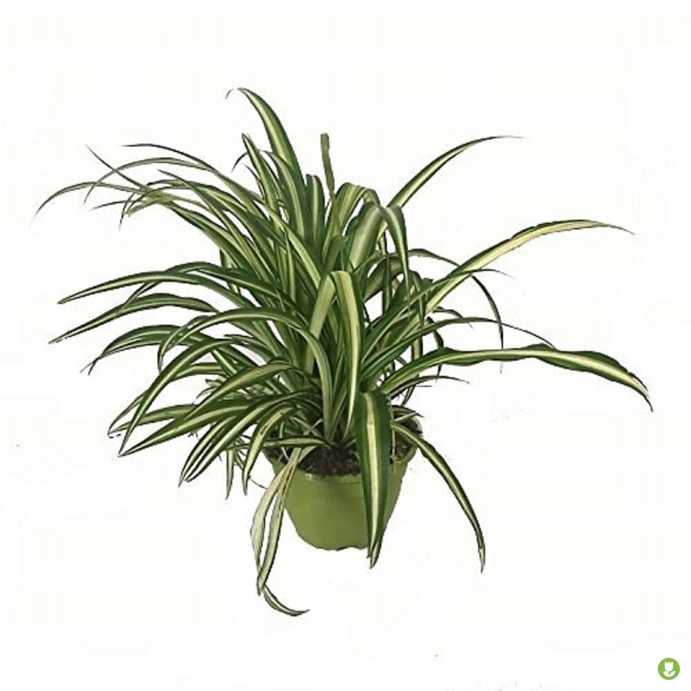 Chlorophytum T15 Cinta Tradicional_0