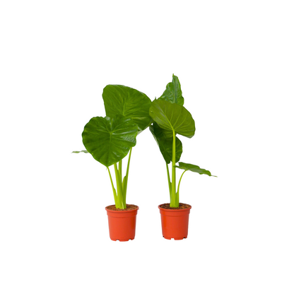 Oreja De Elefante - 2 Pzs - Alocasia 'odora' - Altura 55-75cm - ⌀17cm_0