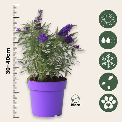 Arbusto De Las Mariposas - 2 Pzs - Buddleja Davidii - Altura 30-40cm - ⌀19cm_2