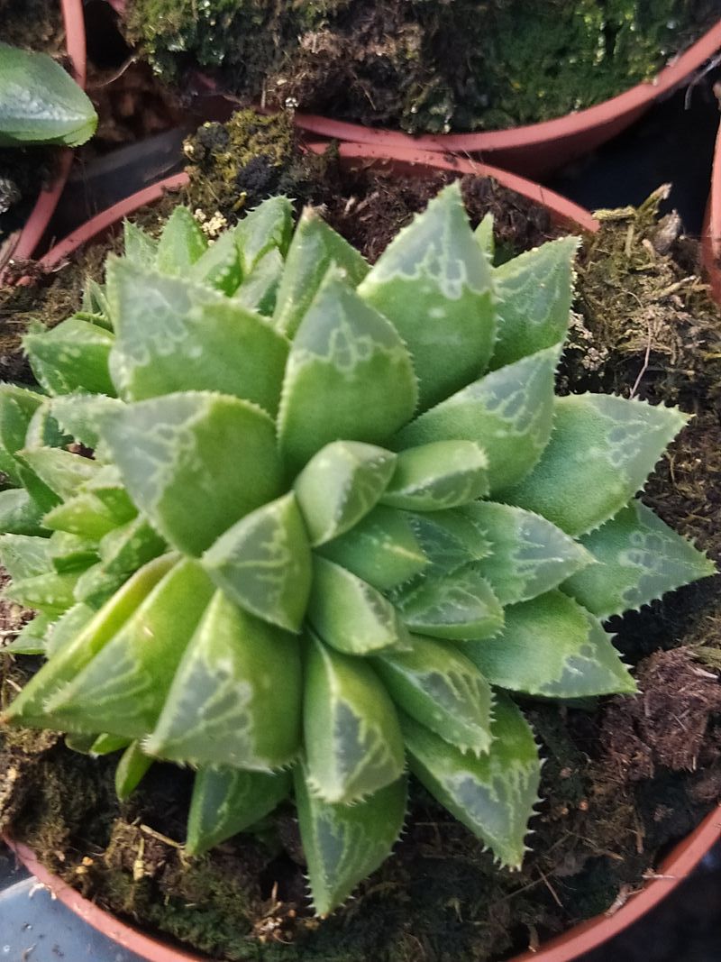 Planta Haworthia Mirabilis Suculenta Ø8 Cms_0