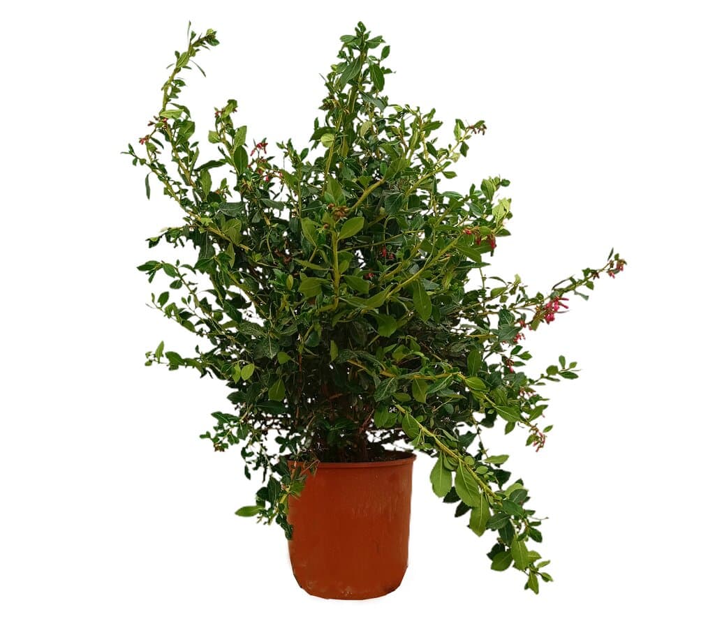 Escallonia Rubra Macrantha M25 70cm_0