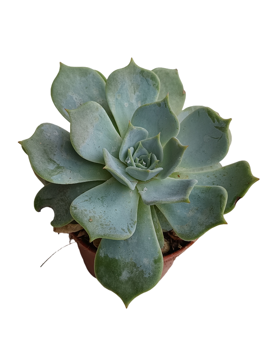 Echeveria Secunda Planta Suculent De Sol Ø5_0