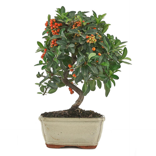 Bonsai de Pyracantha sp., 7 anos - Firethorn