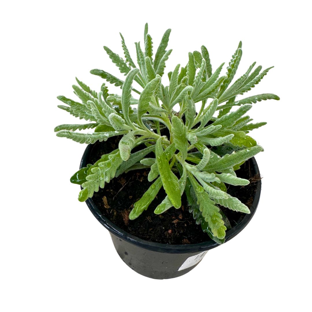 Lavanda Officinalis Planta Ornamental Para Jardines Y Macetas Maceta 11-13cm_0
