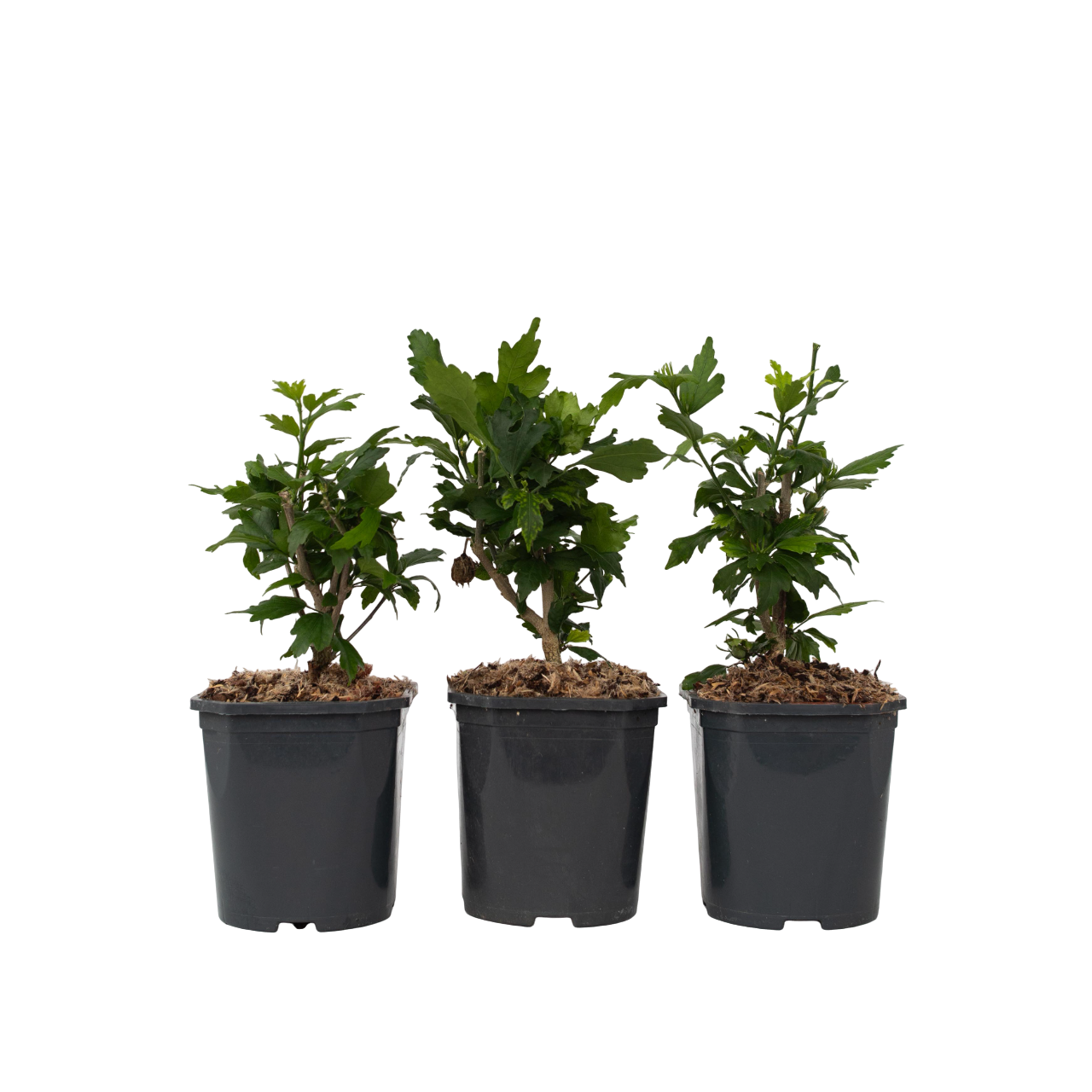 Colección Rosa De Siria - 3 Pzs - Hibiscus Syriacus - Altura 25-40cm - ⌀17cm_0