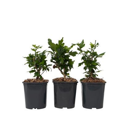 Colección Rosa De Siria - 3 Pzs - Hibiscus Syriacus - Altura 25-40cm - ⌀17cm_0