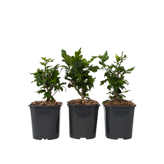 Colección Rosa De Siria - 3 Pzs - Hibiscus Syriacus - Altura 25-40cm - ⌀17cm_0