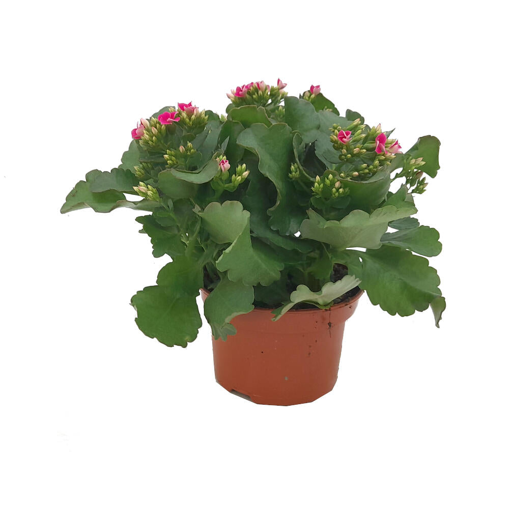 Kalanchoe Blossfeldiana Sencillo M15 30cm_0