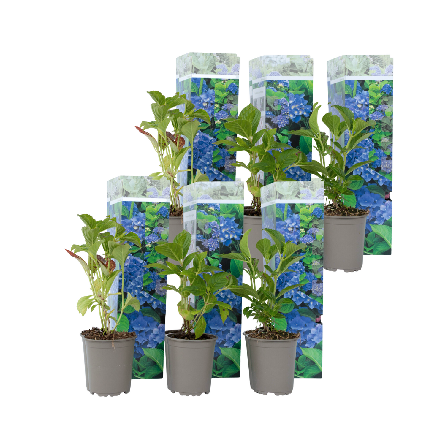 Hortensia - 6 Pzs - Hydrangea Macrophylla 'early Blue' - Altura 25-40cm - ⌀9cm_0