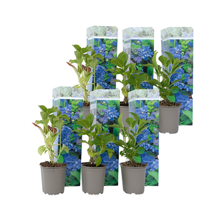 Hortensia - 6 Pzs - Hydrangea Macrophylla 'early Blue' - Altura 25-40cm - ⌀9cm_0