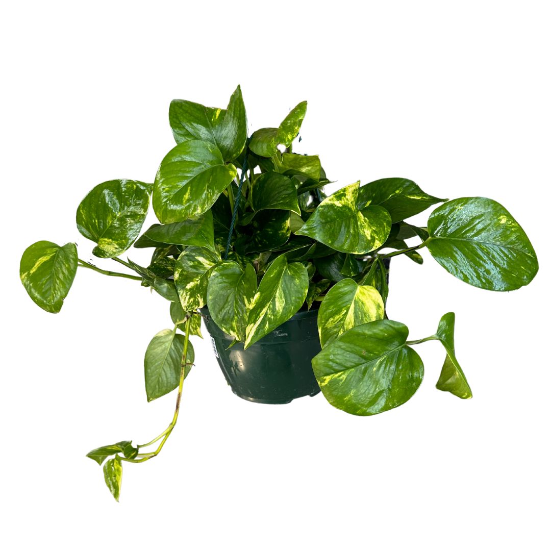 Pothos Colgante Planta De Interior Muy Resistente (epipremnum Aureum) Maceta De 10,5cm_0