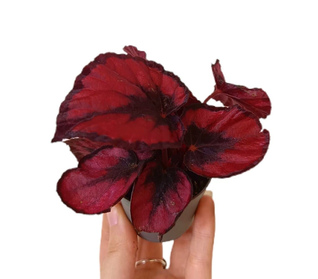 Begonia Rex Kiss M6_0