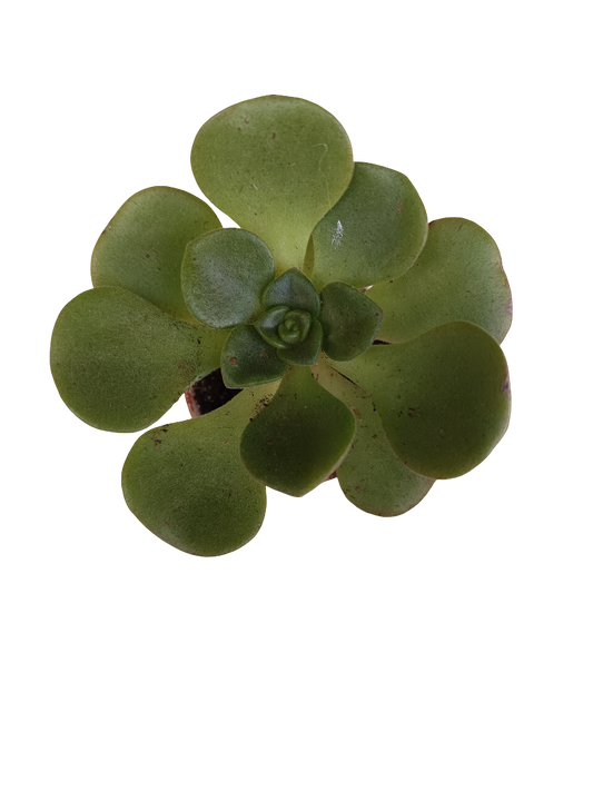 Aeonium Lily Pad Planta Suculenta Ø5_0