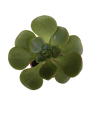 Planta Suculenta Aeonium Lily Pad Ø5