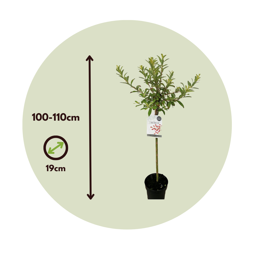 Sauce Arbustivo - 2 Pzs - Salix Gracilistyla 'mount Aso' - A100-110cm - ⌀19cm_2
