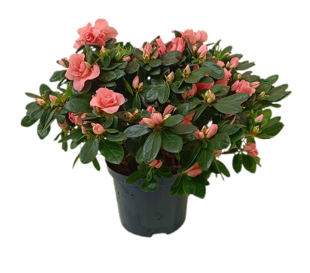 Azalea Thesla M18_0