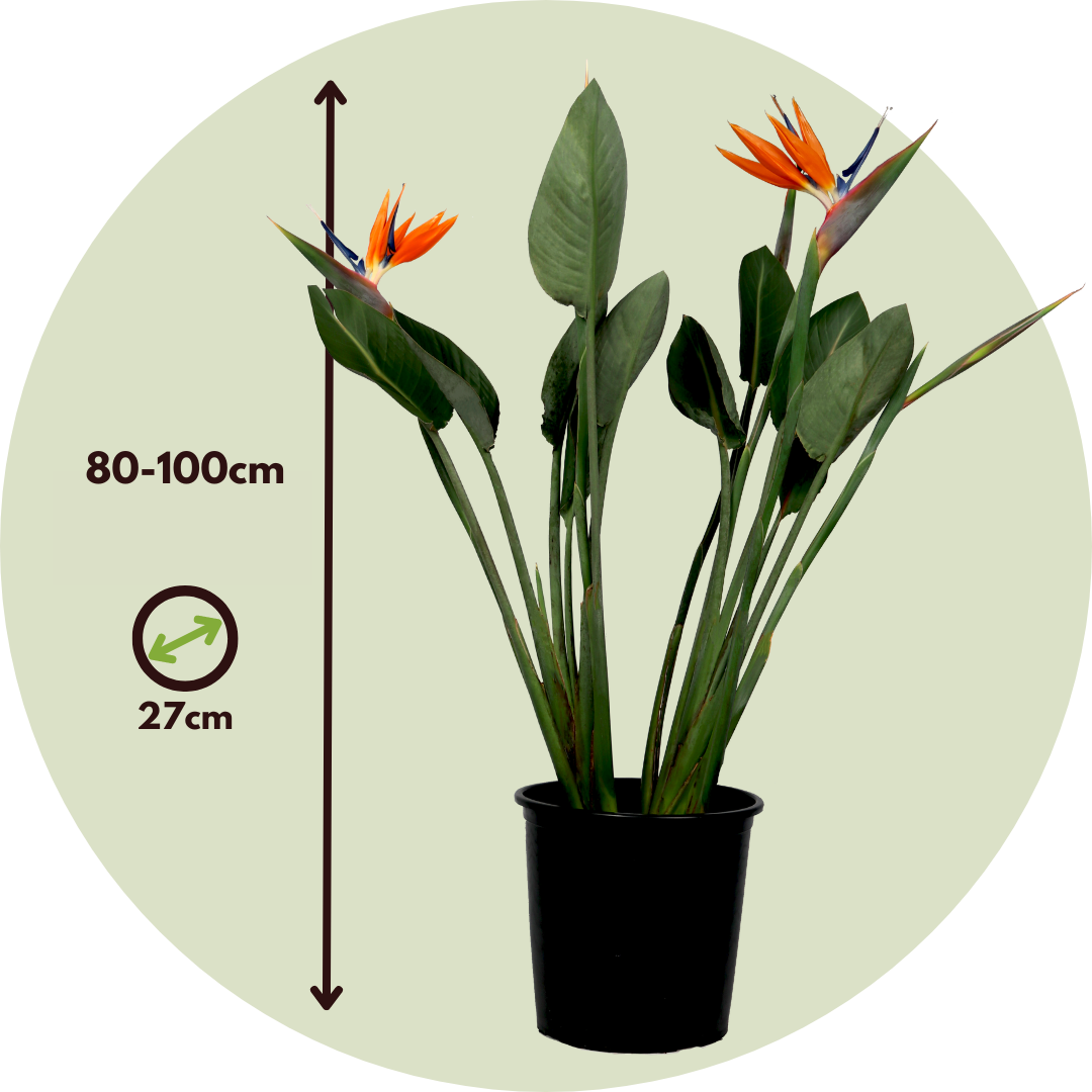 Flor Ave Del Paraíso - Strelitzia Reginea - Altura 80-100cm - ⌀27cm_2